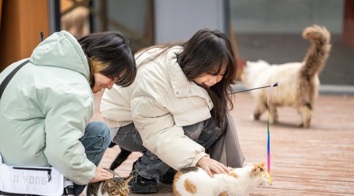 Cina: Chongqing ospita rifugio per gatti con oltre 40 professionisti (2)