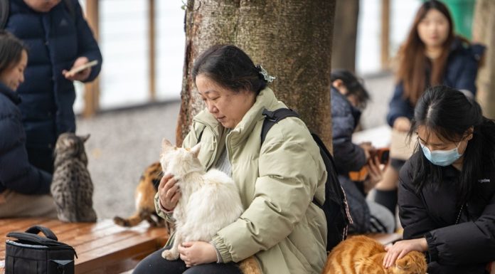 Cina: Chongqing ospita rifugio per gatti con oltre 40 professionisti (3)