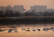 Cina registra miglioramento dell’ambiente ecologico nel 2025