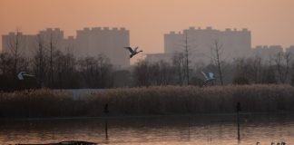 Cina registra miglioramento dell’ambiente ecologico nel 2025