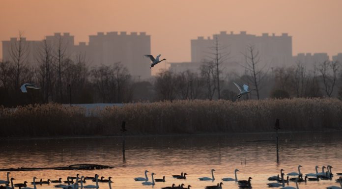 Cina registra miglioramento dell’ambiente ecologico nel 2025