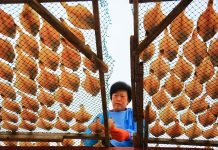 Cina: il processo di essiccazione del pesce nello Shandong (2)