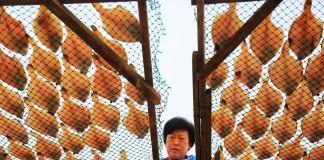Cina: il processo di essiccazione del pesce nello Shandong (2)