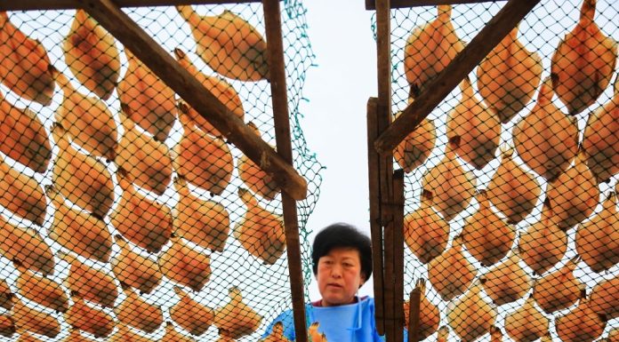 Cina: il processo di essiccazione del pesce nello Shandong (2)