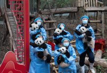 Cina: 30 cuccioli di panda protagonisti di un video di auguri per Capodanno lunare