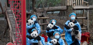 Cina: 30 cuccioli di panda protagonisti di un video di auguri per Capodanno lunare