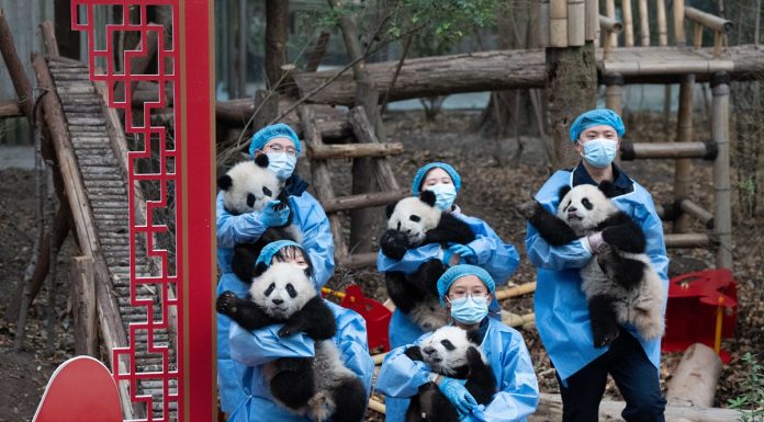 Cina: 30 cuccioli di panda protagonisti di un video di auguri per Capodanno lunare