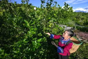 In Cina si riduce il divario di reddito fra aree urbane e rurali