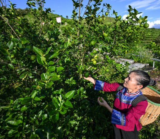 In Cina si riduce il divario di reddito fra aree urbane e rurali