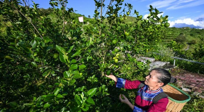 In Cina si riduce il divario di reddito fra aree urbane e rurali