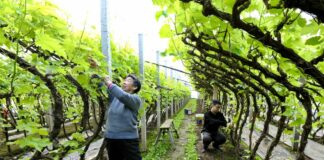 Cina, nuove misure per modernizzare la produzione agricola