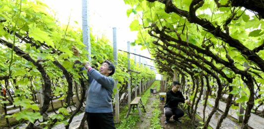 Cina, nuove misure per modernizzare la produzione agricola