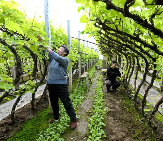 Cina, nuove misure per modernizzare la produzione agricola