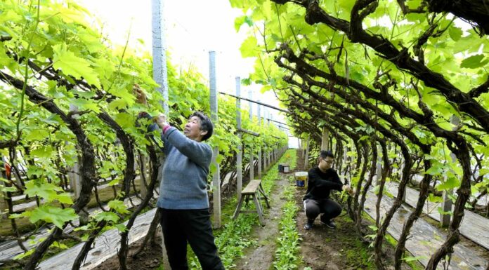 Cina, nuove misure per modernizzare la produzione agricola