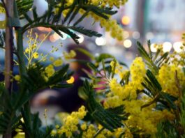 8 marzo, su Tivusat una maratona di musica al femminile da tutto il mondo