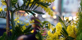 8 marzo, su Tivusat una maratona di musica al femminile da tutto il mondo