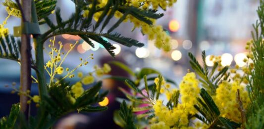 8 marzo, su Tivusat una maratona di musica al femminile da tutto il mondo