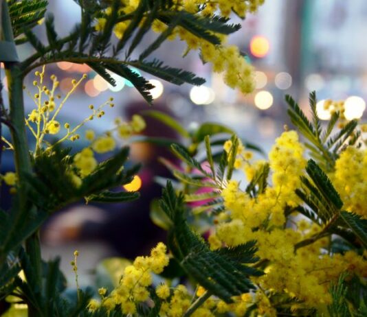 8 marzo, su Tivusat una maratona di musica al femminile da tutto il mondo