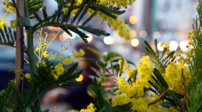 8 marzo, su Tivusat una maratona di musica al femminile da tutto il mondo