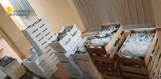 Messina, sequestrata oltre mezza tonnellata di prodotti ittici privi di tracciabilità