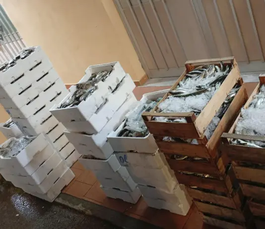 Messina, sequestrata oltre mezza tonnellata di prodotti ittici privi di tracciabilità