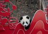 Cina: Sichuan, cuccioli di panda gigante inviano auguri di Capodanno (1)