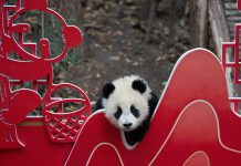 Cina: Sichuan, cuccioli di panda gigante inviano auguri di Capodanno (1)