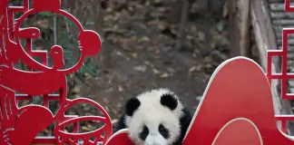Cina: Sichuan, cuccioli di panda gigante inviano auguri di Capodanno (1)