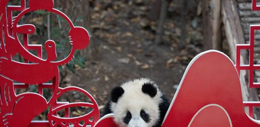 Cina: Sichuan, cuccioli di panda gigante inviano auguri di Capodanno (1)