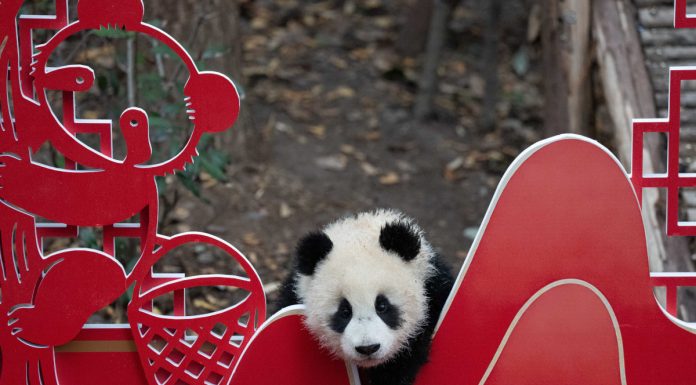 Cina: Sichuan, cuccioli di panda gigante inviano auguri di Capodanno (1)
