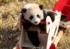 Cina: Sichuan, cuccioli di panda gigante inviano auguri di Capodanno (2)