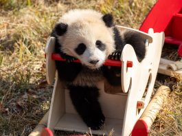 Cina: Sichuan, cuccioli di panda gigante inviano auguri di Capodanno (2)