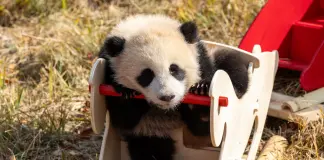 Cina: Sichuan, cuccioli di panda gigante inviano auguri di Capodanno (2)