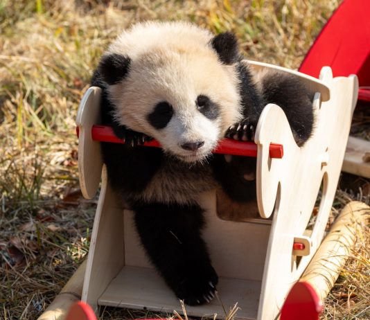 Cina: Sichuan, cuccioli di panda gigante inviano auguri di Capodanno (2)