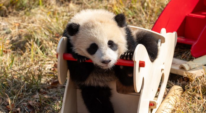 Cina: Sichuan, cuccioli di panda gigante inviano auguri di Capodanno (2)
