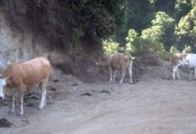Pascolo abusivo e animali incustoditi, denunce nel Parco dell’Aspromonte