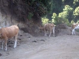 Pascolo abusivo e animali incustoditi, denunce nel Parco dell’Aspromonte
