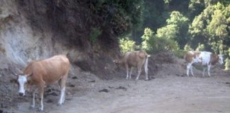 Pascolo abusivo e animali incustoditi, denunce nel Parco dell’Aspromonte