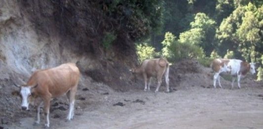 Pascolo abusivo e animali incustoditi, denunce nel Parco dell’Aspromonte