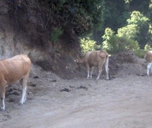 Pascolo abusivo e animali incustoditi, denunce nel Parco dell’Aspromonte