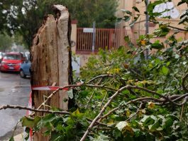 Danni e disagi per il forte vento a Palermo e provincia