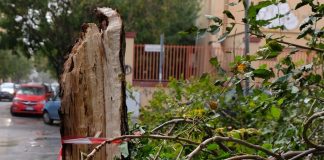 Danni e disagi per il forte vento a Palermo e provincia