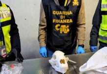 Sequestrato il cranio di un orso bruno all’aeroporto di Malpensa