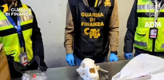 Sequestrato il cranio di un orso bruno all’aeroporto di Malpensa