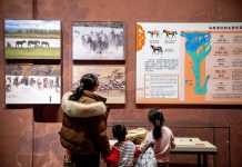 Cina: Hohhot ospita mostra a tema equestre per Anno del Cavallo (1)