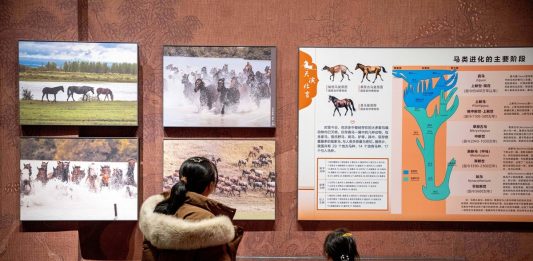 Cina: Hohhot ospita mostra a tema equestre per Anno del Cavallo (1)
