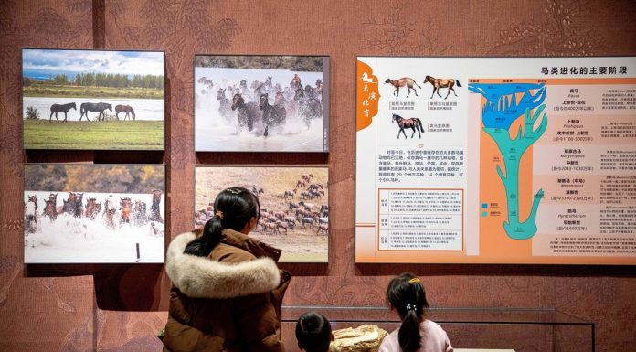 Cina: Hohhot ospita mostra a tema equestre per Anno del Cavallo (1)