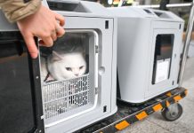 Cina: attivo servizio di trasporto animali domestici su treni ad alta velocità (3)