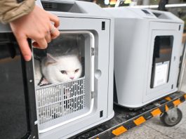 Cina: attivo servizio di trasporto animali domestici su treni ad alta velocità (3)