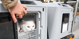 Cina: attivo servizio di trasporto animali domestici su treni ad alta velocità (3)